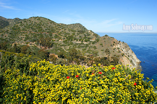 Ziplining in Avalon, California on Catalina Island