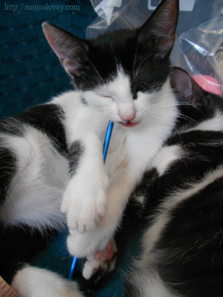 Cute Kitten Bites a Crochet Hook