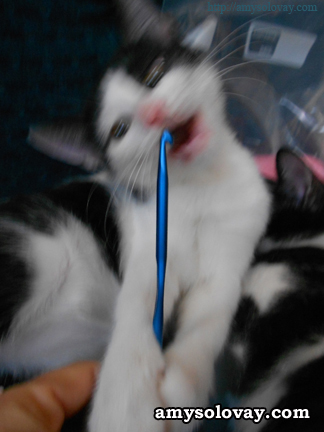 Cute Kitten Grabs Crochet Hook. Then She Says, Can You Pleeze Splain to Me What Is This Thing For?