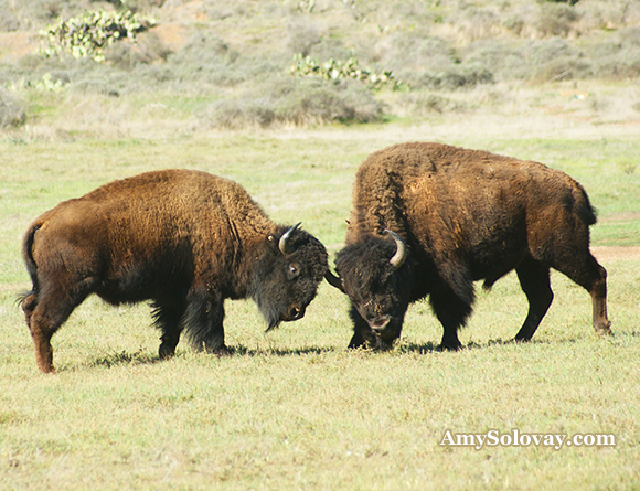 A pair of bison sparring in Two Harbors, California. If you happen to run into these guys, keep a safe distance. If you want to see bison, Two Harbors is one of the best places in America to find them.