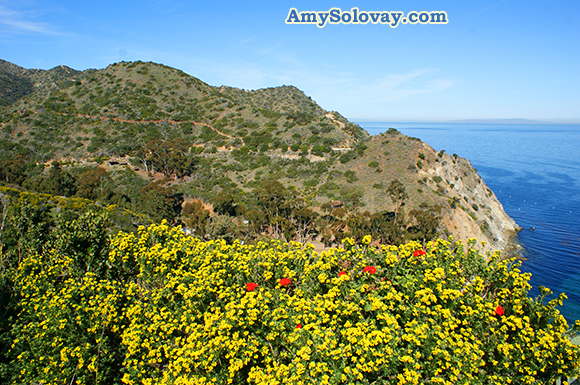This is Why You'd Want to Go Zip-lining in Avalon, California.