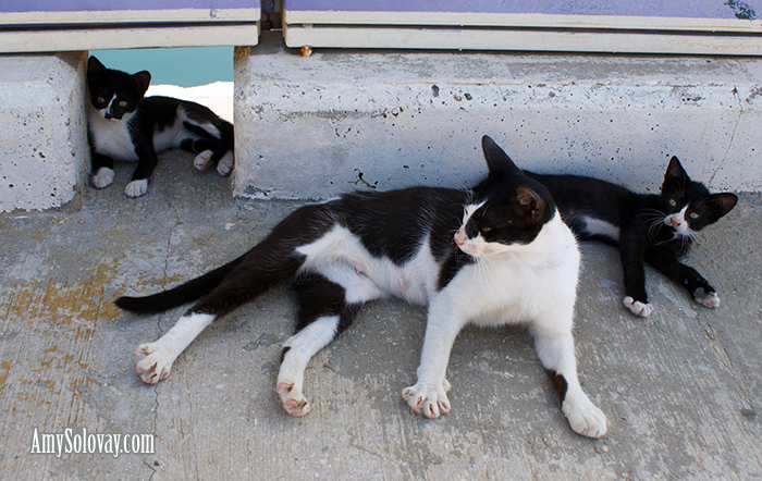 Ashkelon Marina's is home to a number of adorable kittens and cats.