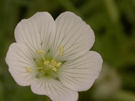 Meadowfoam Flower, AKA "Limnanthes Alba"; Photo by Maria Jenderek, via Wikimedia Commons