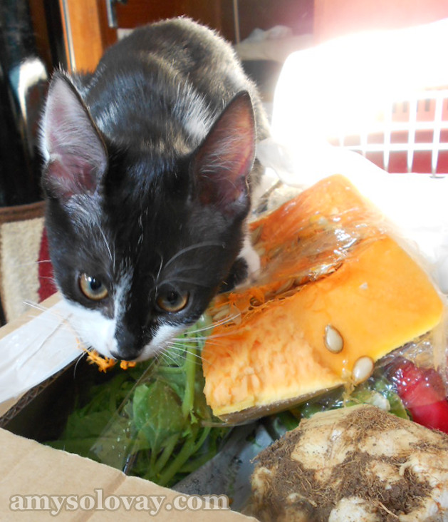 That time we came home and found our kittens devouring the pumpkin in our CSA box