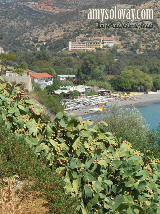 Prickly pears. 9-15-2012, Crete, Greece